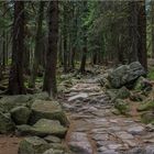 Fichtenwald im Riesengebirge