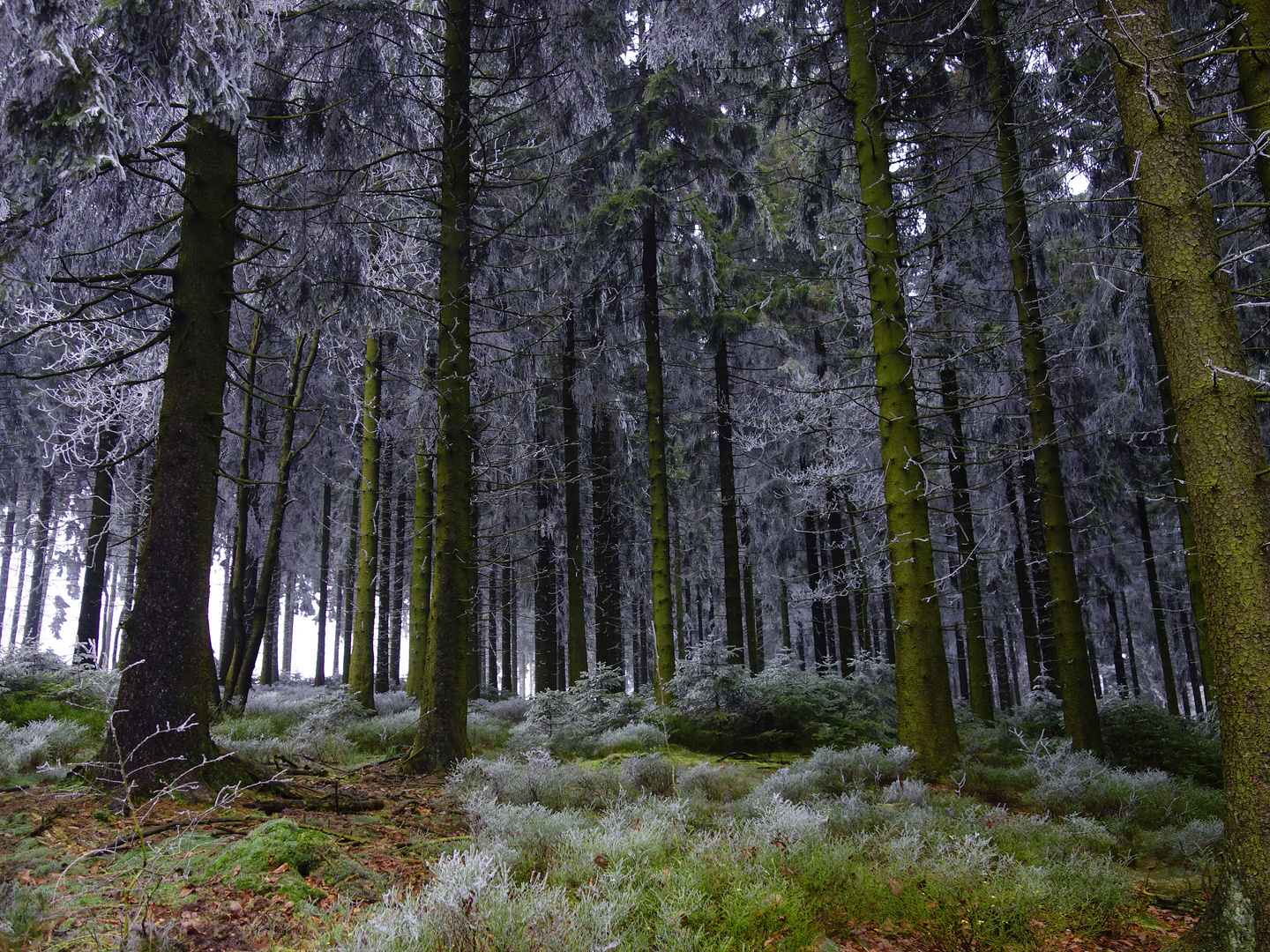 Fichtenwald nach Rauhreifnächten