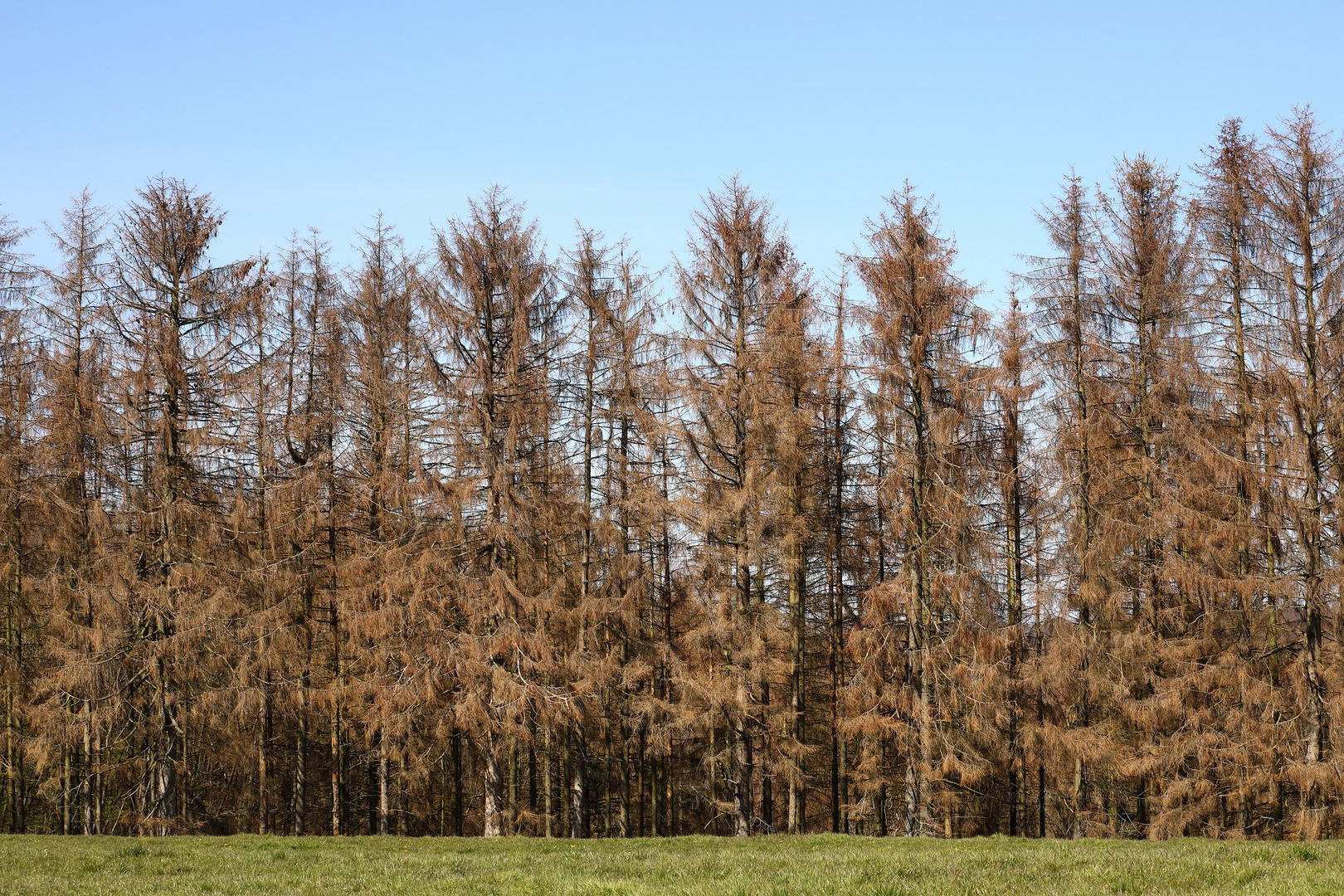 Fichtenwald nach Trockenheit und Borkenkäfer