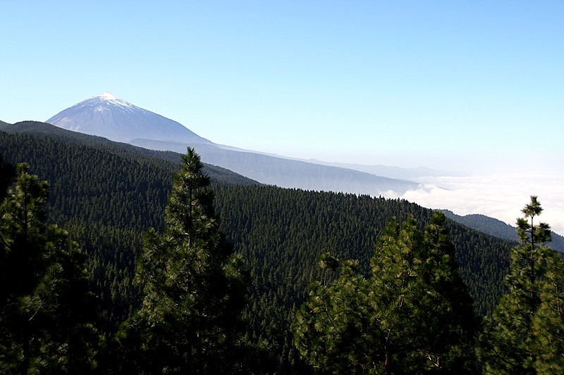 Fichtenwald und Teide