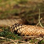 Fichtenzapfen im Frühling