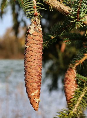 Fichtenzapfen Testfotografie 