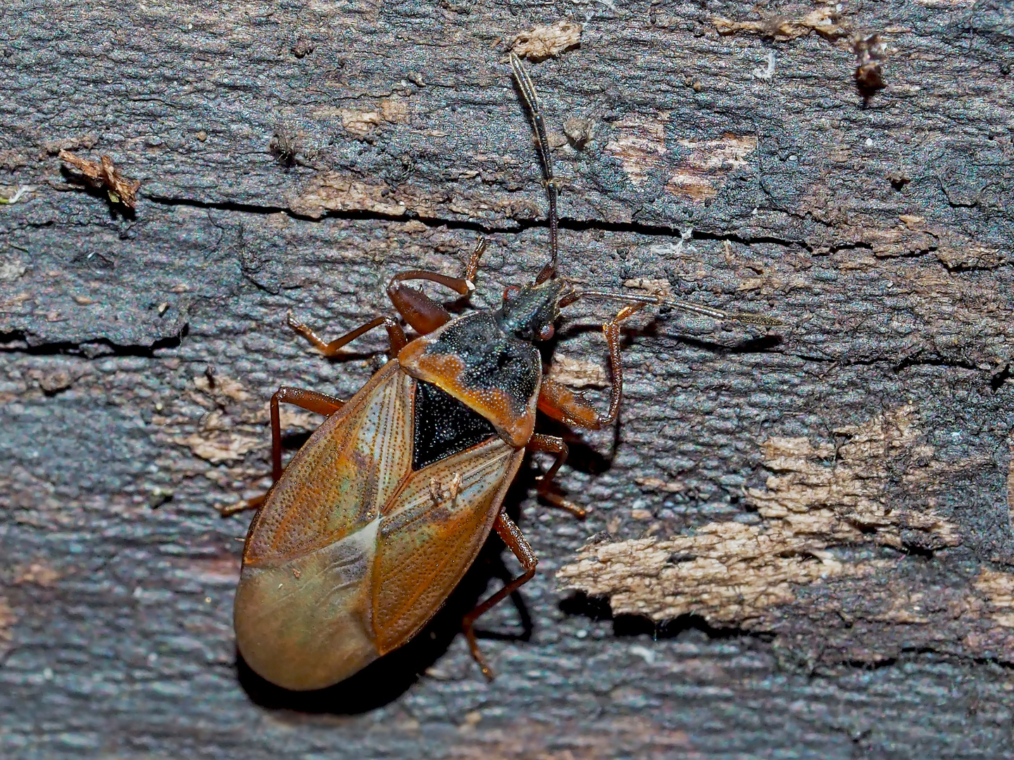 Fichtenzapfenwanze (Gastrodes abietum) im Winter... - Une punaise en plein hiver!