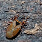 Fichtenzapfenwanze (Gastrodes abietum) im Winter... - Une punaise en plein hiver!