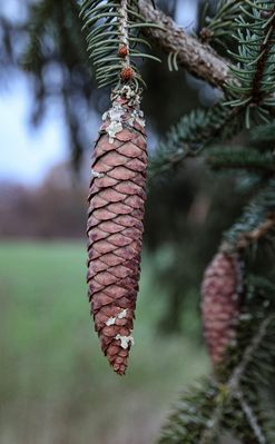 Fichtezapfen