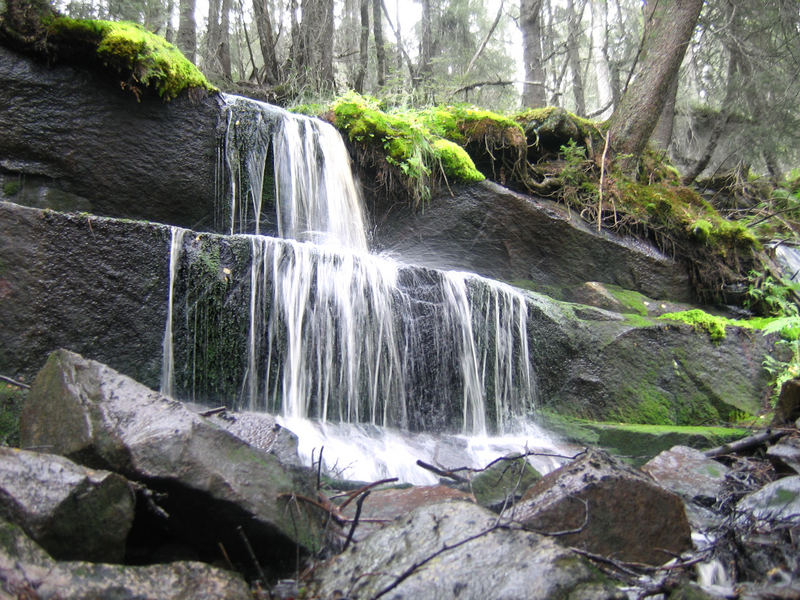 Fick die Waldfee