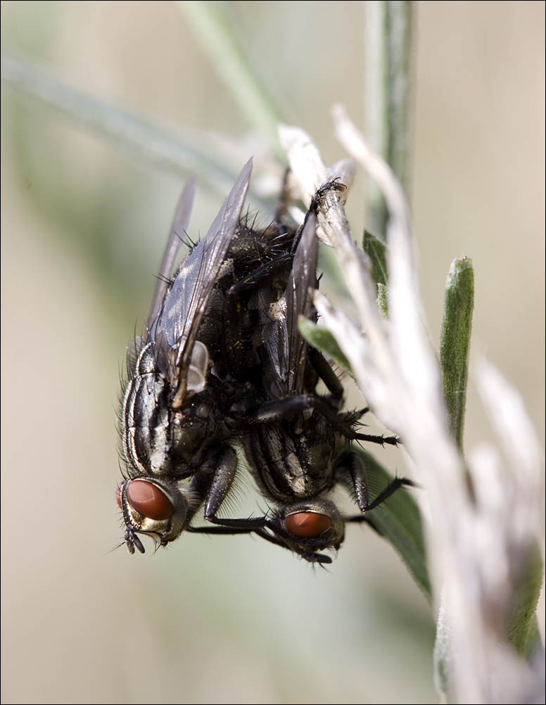 Fickene Fliegen !