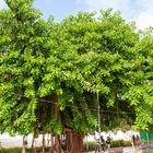 Ficus am Straßenrand.