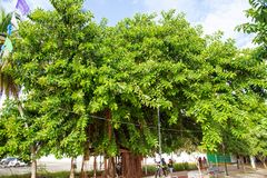 Ficus am Straßenrand.