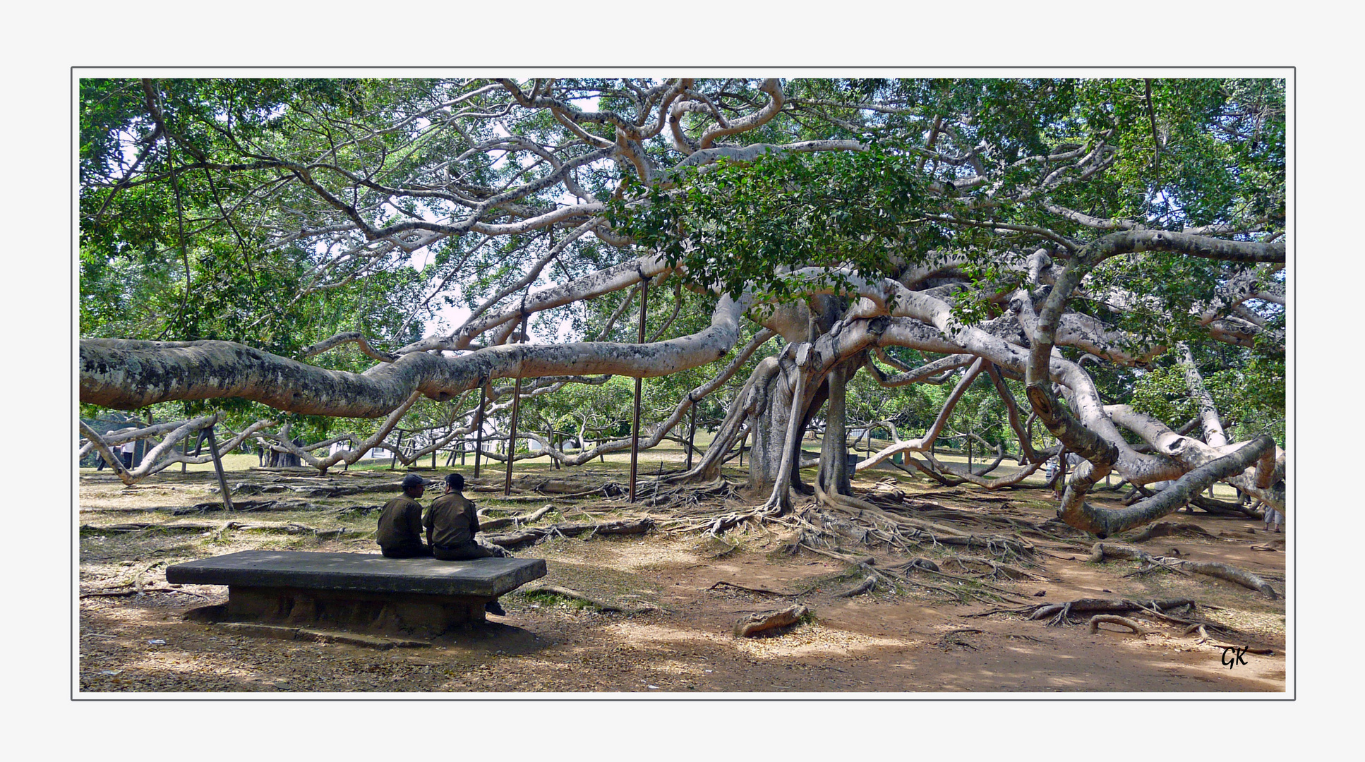 Ficus benghalensis