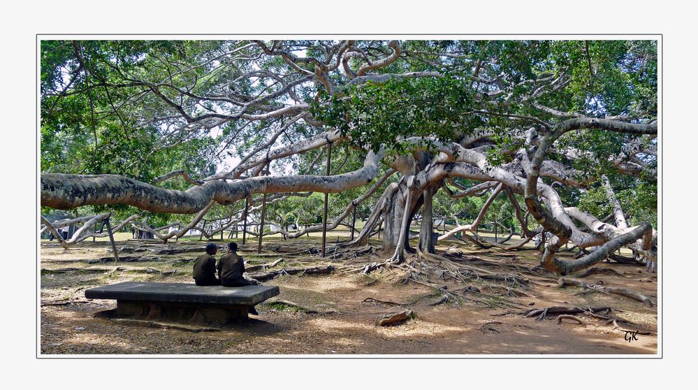 Ficus benghalensis