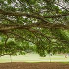 Ficus Benjamin