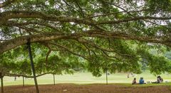 Ficus Benjamin