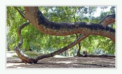 Ficus Benjamina