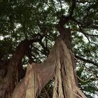 Ficus Benjamina