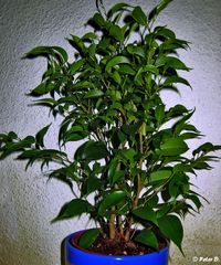 Ficus benjamina