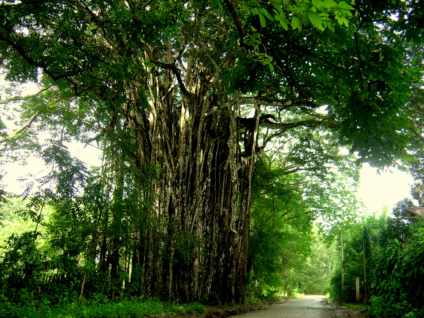 Ficus Benjamini der älteste in Costa Rica!