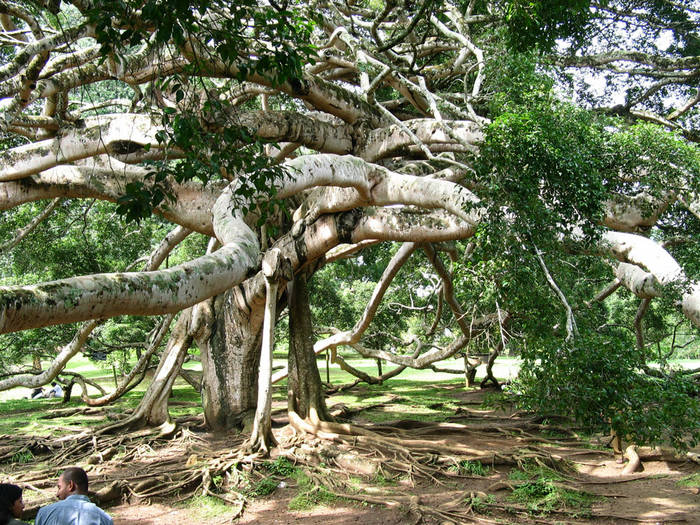 Ficus benjamini leicht aus dem Blumentopf gewachsen