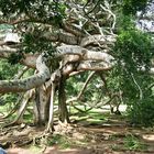 Ficus benjamini leicht aus dem Blumentopf gewachsen