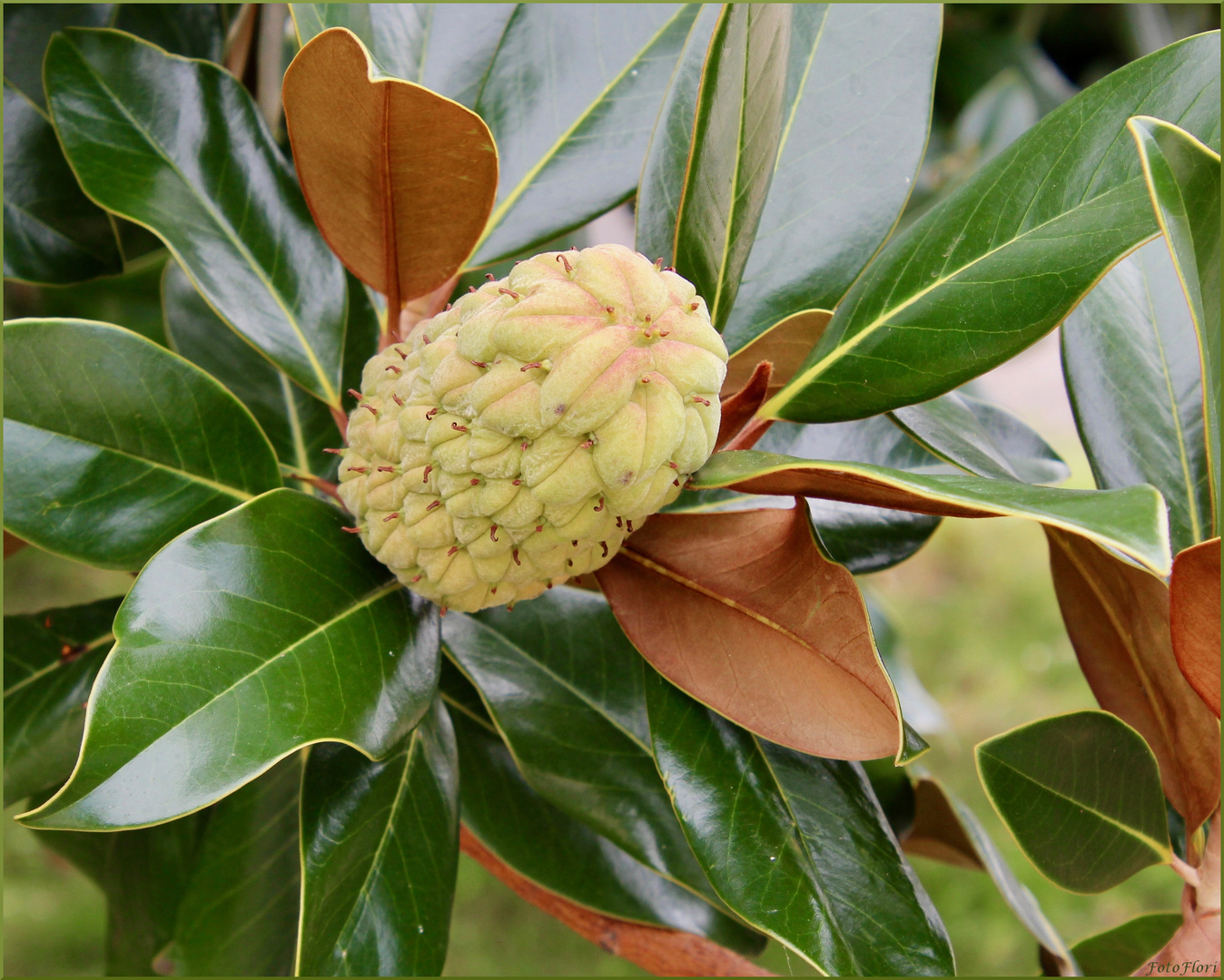 Ficus-Blütenstand