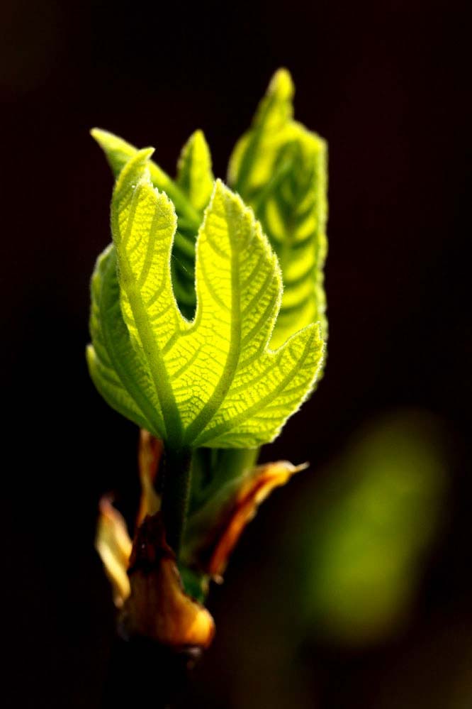 Ficus carica