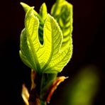 Ficus carica