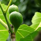 Ficus carica