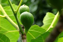 Ficus carica