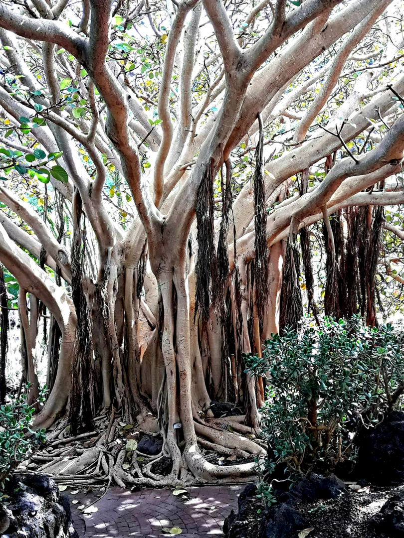 ficus de la baie de Morton