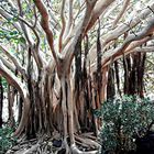 ficus de la baie de Morton