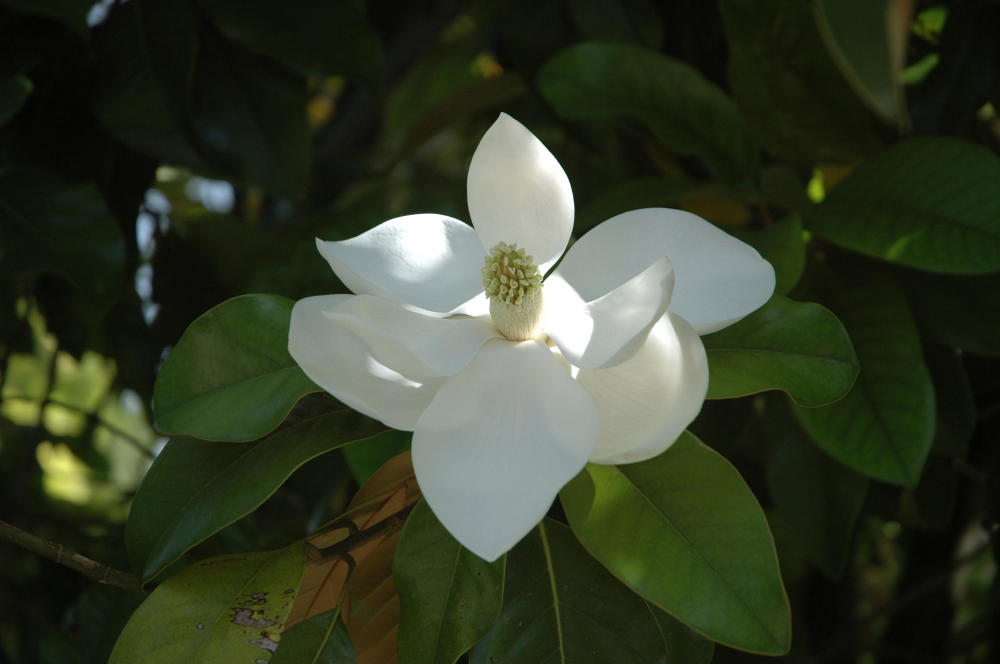 ficus elastica