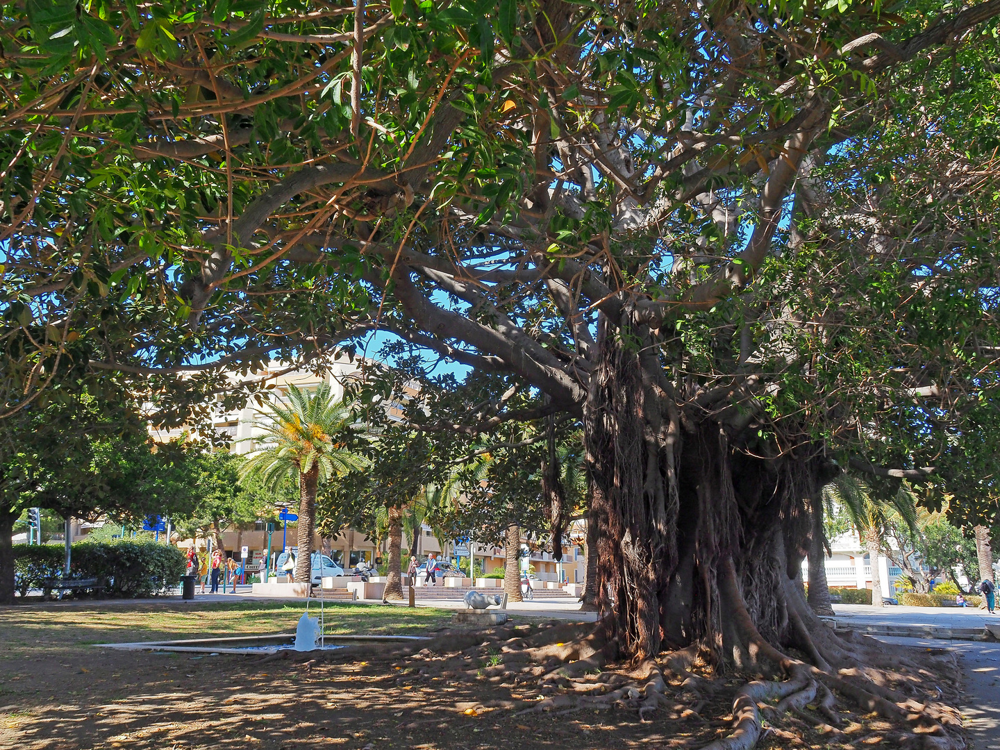 Ficus (figuier pleureur)  -  Jardin Elisée Reclus