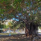 Ficus (figuier pleureur)  -  Jardin Elisée Reclus