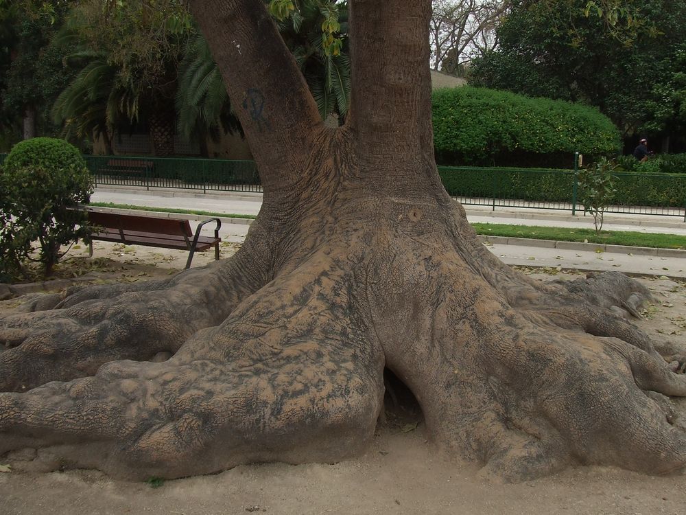 ficus histórico