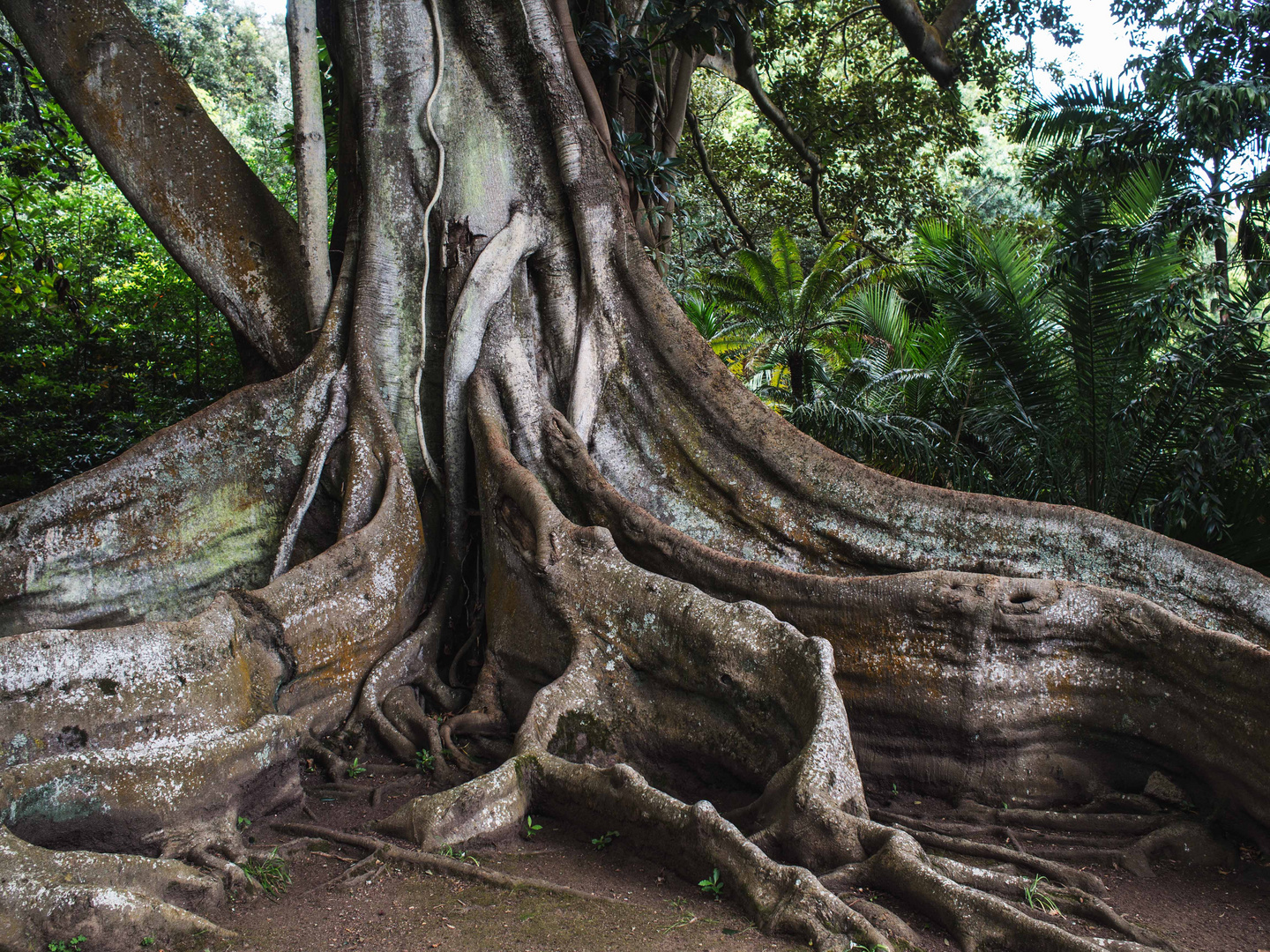 Ficus Macrophylla