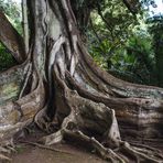 Ficus Macrophylla