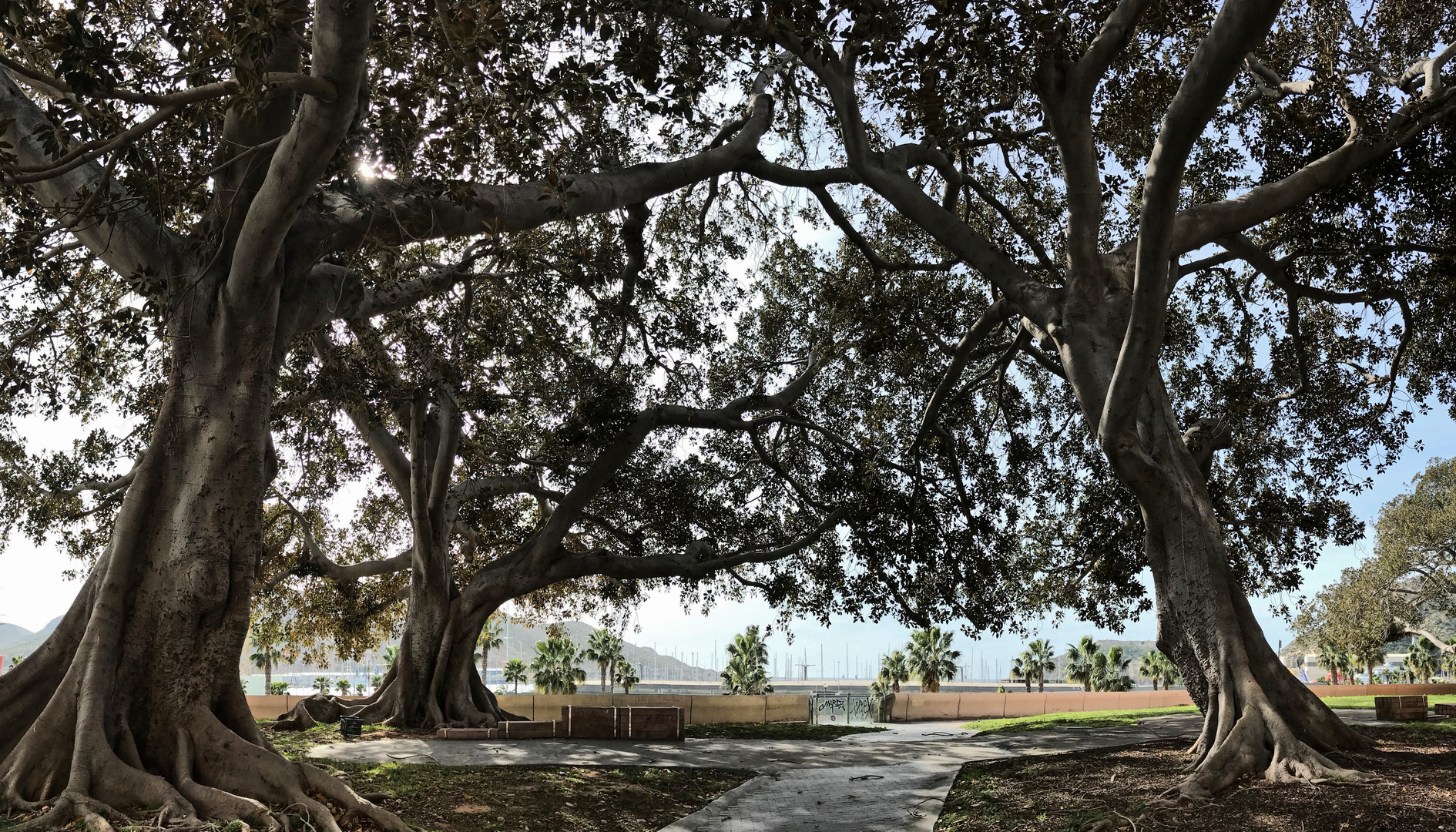 Ficus macrophylla