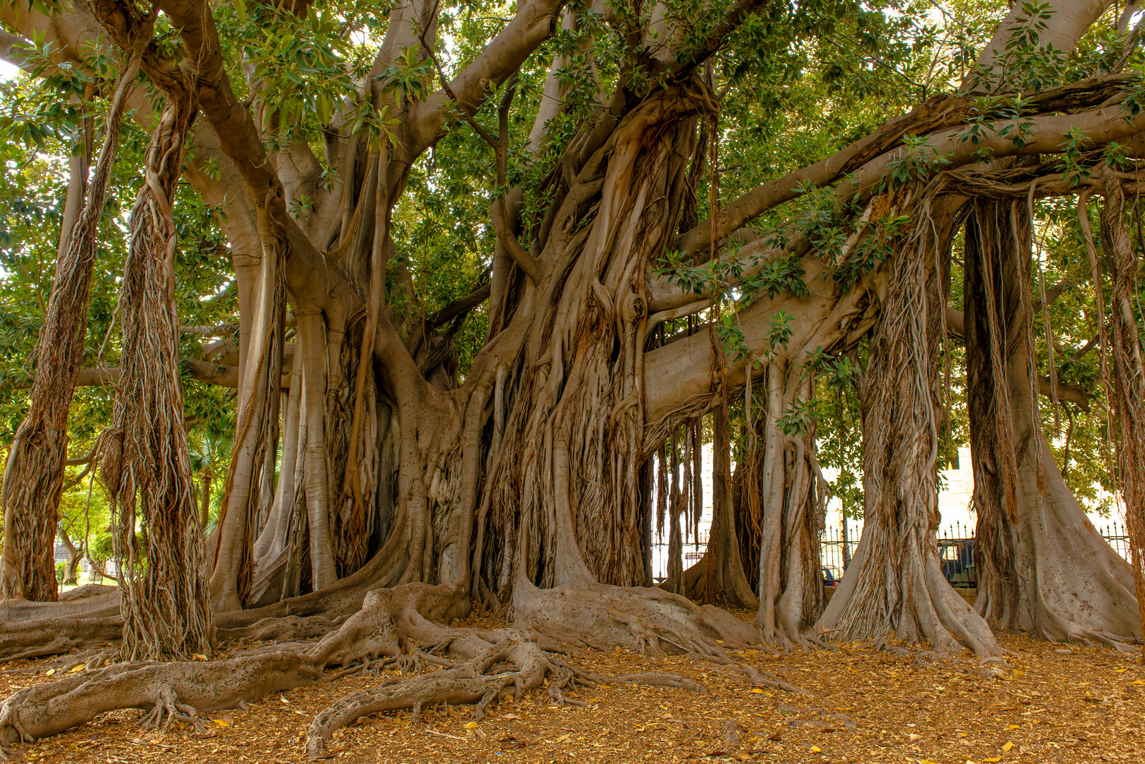 Ficus macrophylla