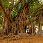 Ficus macrophylla