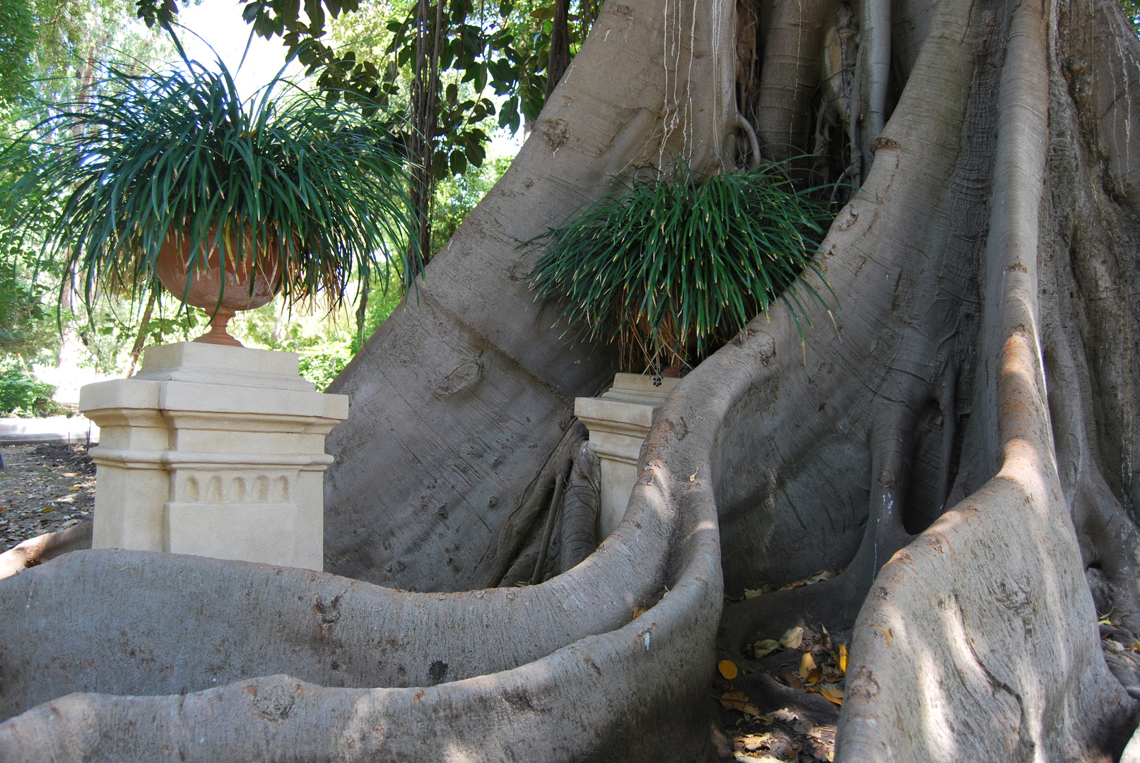 Ficus macrophylla