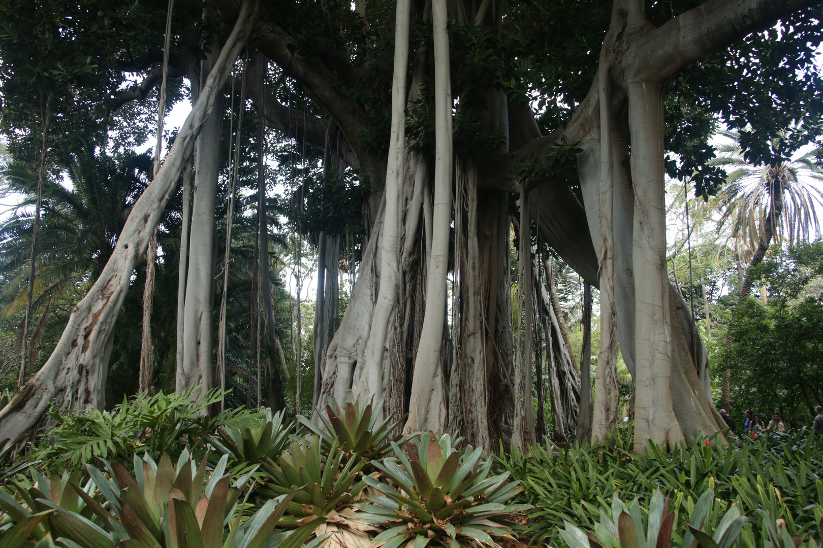 -ficus macrophylla-(würgefeige)