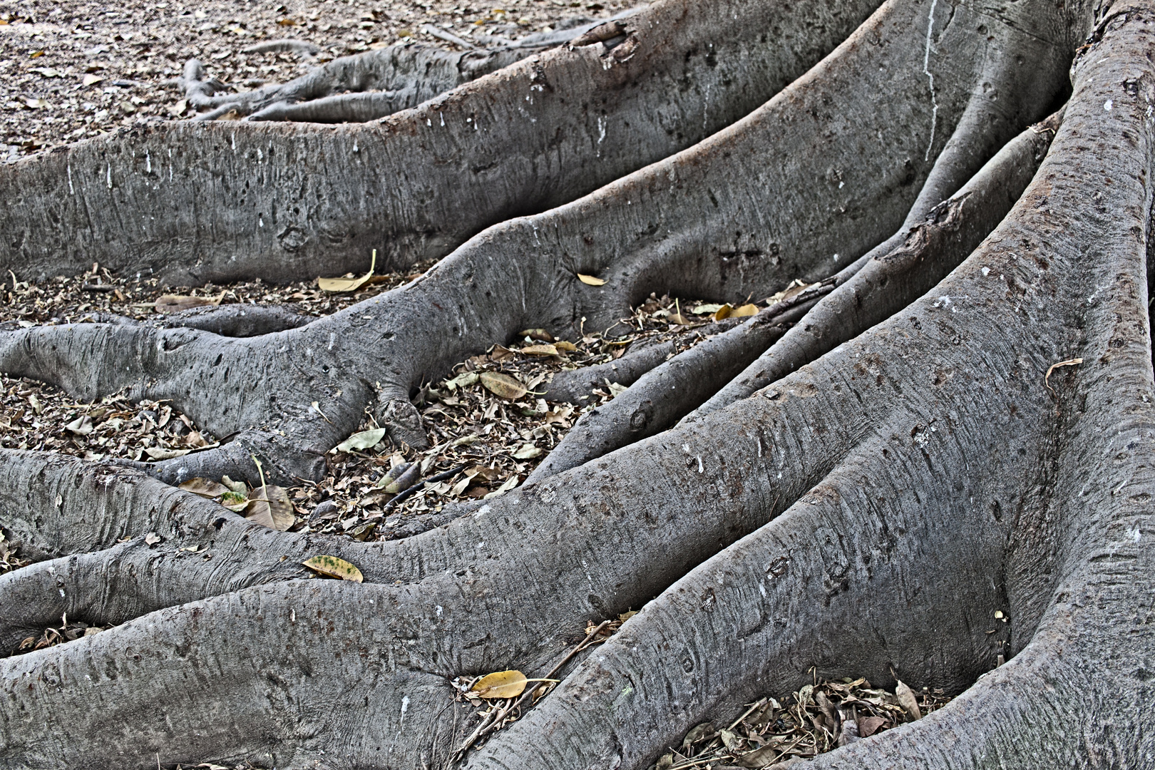 Ficus Macrophylla_raices