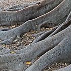 Ficus Macrophylla_raices