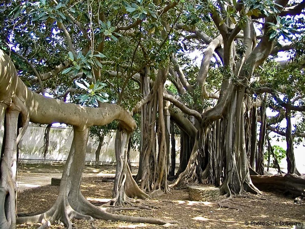 Ficus magnolides