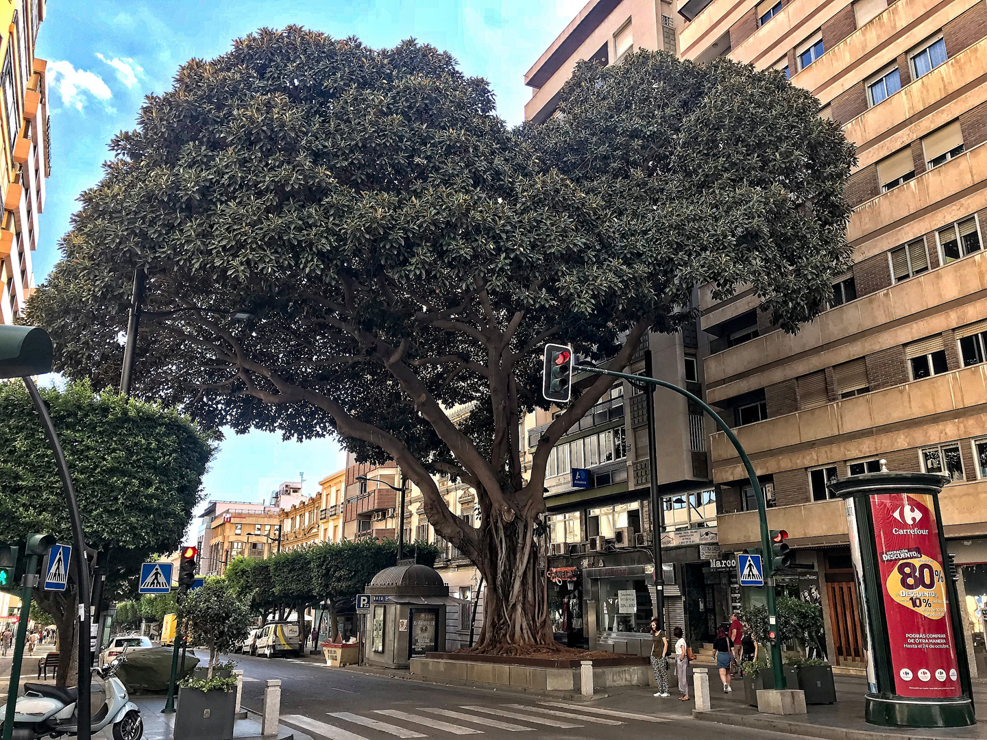 Ficus Monumental Siglo XIX