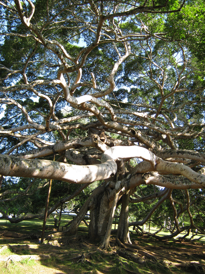 Ficus Tree.