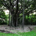 Ficus tree, Bicentennial Park, Darwin