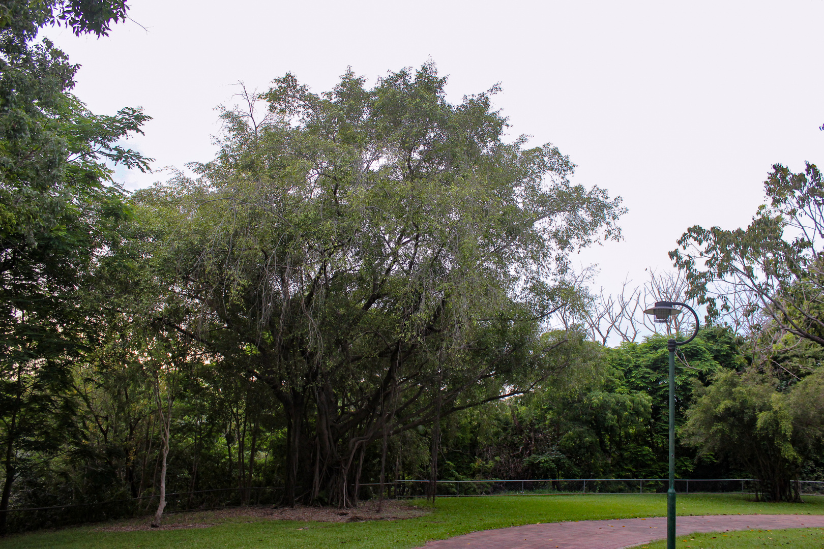 Ficus tree, Bicentennial Park, Darwin City