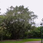 Ficus tree, Bicentennial Park, Darwin City