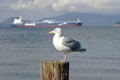 Fidalgo Island, Washington State